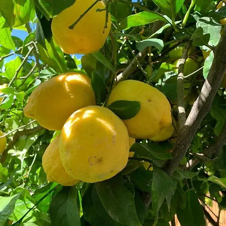 Le Janas 3* 까브라스