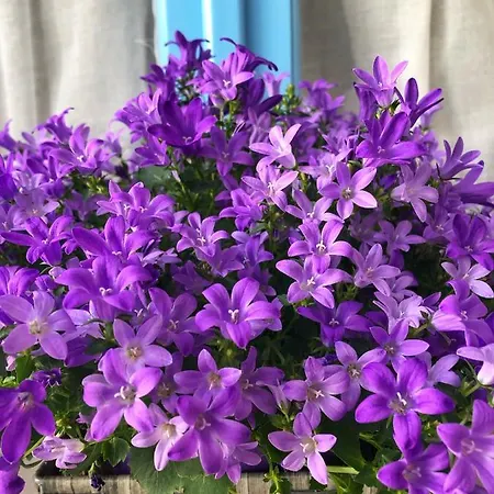 Bed & Breakfast Le Janas 3*