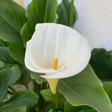 Le Janas Frühstückspension